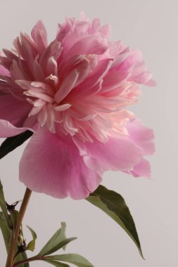 Yakın plan krem pembe bej, fındık çiçeği tomurcuğu yaprağı, gri üzerine. Doğal arkaplan.