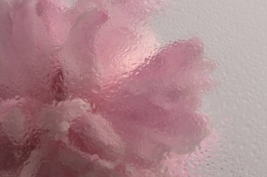 Duman seçilmiş yumuşak odaklı krem bej pembe Peony Flower 'ı ıslak su damlacıklarıyla bardaktan geçiriyor. Soyut doğal bulanık arkaplan.
