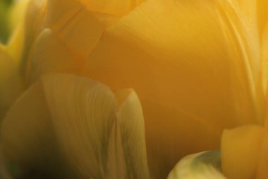 Yakın plan seçici yumuşak odak Yeşil Yaprak, Sarı Lale Çiçeği tomurcuk yaprakları. Doğal sanat arkaplanı bulanık.