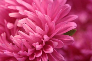 Yakın plan seçici yumuşak odak pembe, mor kasımpatı çiçek yaprakları. Doğal makro bulanık arkaplan