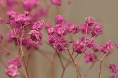 Seçici, yumuşak, dumanlı, kuru çıngıraklı, çiçek dalı. Doğa bulanık ışık ve gölge bej, pembe arkaplan.