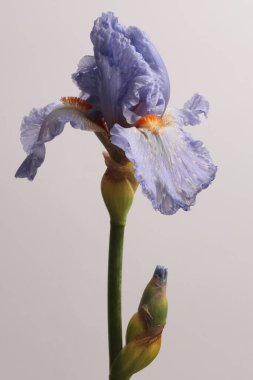 Yakın plan krem bej, menekşe, gri üzerine mavi Iris Flower. Makro doğal soyut arkaplan.