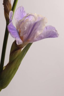 Yakın plan krem bej, menekşe, gri üzerine mavi Iris Flower. Makro doğal soyut arkaplan.