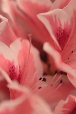 Yakın planda seçici yumuşak odaklı krem bej pembe Azalea Çiçek Yaprağı tomurcuğu buketi tüttür. Makro bulanık doğal arkaplan.