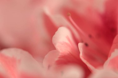 Yakın planda seçici yumuşak odaklı krem bej pembe Azalea Çiçek Yaprağı tomurcuğu buketi tüttür. Makro bulanık doğal arkaplan.