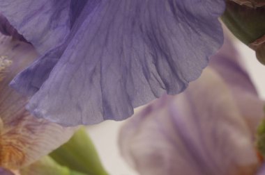 Yakın plan seçici eflatun eflatun, krem bej renkli çiçek yaprağı tüttür. Makro bulanık doğal sanat soyut arkaplan.