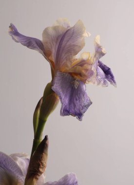 Krem bej, leylak, mor çiçek tomurcuğu gri tarafsız. Sanat minimalisti hala hayatta. Doğal sanat geçmişi.