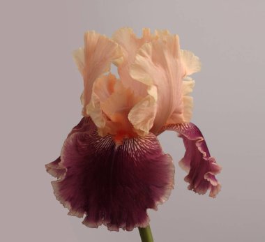 Yakın plan krem bej, pembe, burgundy Iris Çiçekli Bud Taç Gri üzerine. Doğal makro sanat arkaplanı.