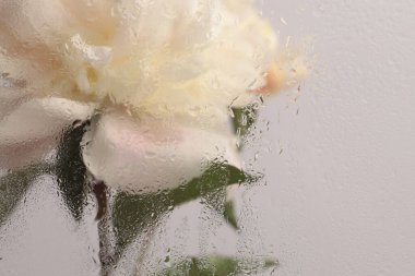 Duman seçilmiş yumuşak odaklı krem bej pembe Peony Flower 'ı ıslak su damlacıklarıyla bardaktan geçiriyor. Soyut doğal bulanık arkaplan.