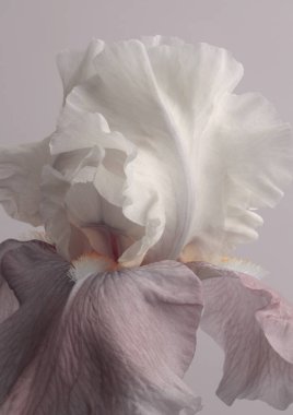 Gri üzerine yakın plan krem rengi çiçek tomurcuğu yaprakları. Doğal makro sanat arkaplanı.