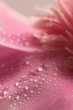 Yakın plan seçici krem bej, Su Damlaları ile pembe Peony Flower Bud Taals. Doğal sanat arkaplanı bulanık.