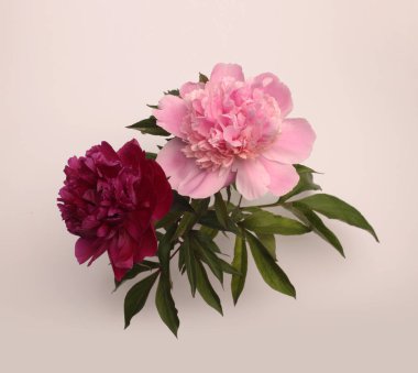 Pembe krem bej, Burgundy Peony Flower Bud Buketi, Tarafsız Gri yapraklı yaprak yaprağı. Doğal sanat üst görünüm arkaplanı.