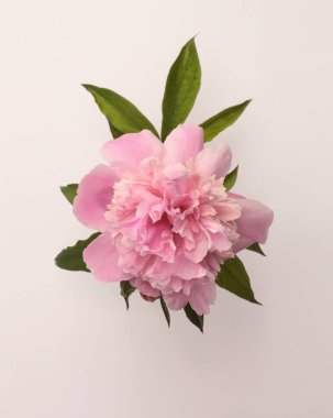 Pembe krem bej rengi Peony Flower Bud Buketi. Tarafsız gri yapraklı yaprak yaprağı. Doğal sanat üst görünüm arkaplanı.