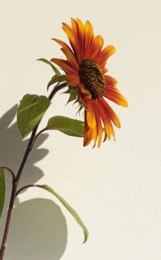 Süslü kırmızı, bej duvarda turuncu ayçiçeği çiçeği. Minimalist natürmort. Işık ve gölge güneş ışığı penceresi estetik doğal arkaplan.