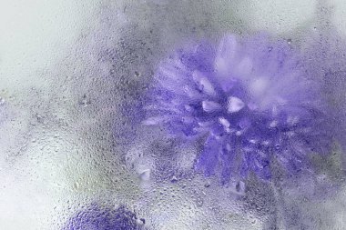 Yumuşak odaklı mavi menekşe rengi paskalya çiçeği çiçekli ıslak su damlaları. Soyut doğal bulanık arkaplan.