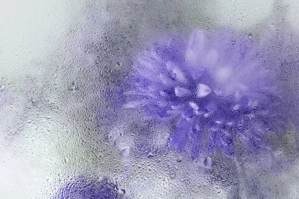 Yumuşak odaklı mavi menekşe rengi paskalya çiçeği çiçekli ıslak su damlaları. Soyut doğal bulanık arkaplan.