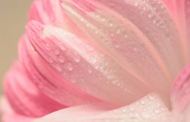 Su Damlaları ile seçici, yumuşak odak kremi pembe çiçek yaprakları tüttür. Doğal bulanık ışık nötr arkaplan.