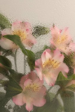 Yumuşak odak kremi pembe zambak çiçeği buketi ve ıslak su damlaları. Soyut doğa bulanık bej renkli arkaplan.