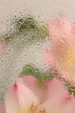 Yumuşak odak kremi pembe Alstroemerieae nilüfer çiçeği buketi ve ıslak su damlaları. Soyut doğa bulanık bej renkli arkaplan.