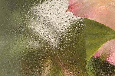 Yumuşak odak kremi pembe Alstroemerieae nilüfer çiçeği buketi ve ıslak su damlaları. Soyut doğa bulanık bej renkli arkaplan.