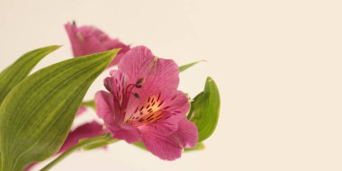 Alstroemerieae (Alstroemeria) bej yatay arkaplanda pembe zambak buketi.
