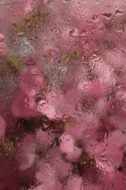 Seçici yumuşak odak eğimli pembe çiçek buketi ve ıslak su damlaları. Soyut doğal bulanık arkaplan.