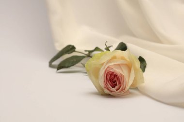 Beyaz bej kumaş ve kumaş ipeği podyumu, Gül çiçeği tomurcuğu. Işık ve gölge dokusu sanat arkaplanı.