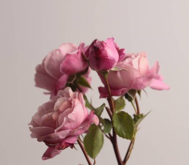 Kapalı pembe kremalı gül çiçeği tomurcuğu, bej grisi yapraklı buket. Doğal ışık arkaplanı.