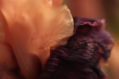 Yakın plan seçici yumuşak odak kremi bej, bordo, kahverengi Iris Çiçeği Yaprakları. Makro doğal sis bulanık arkaplan.