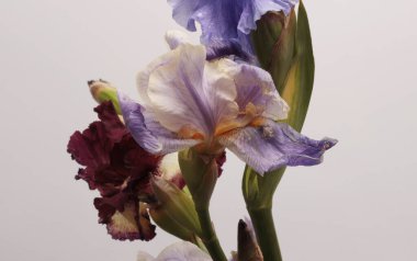 Yakın plan seçici krem bej, mor leylak çiçekli çiçek yaprağı, erkek organı, gri üzerine stamen. Makro doğal soyut arkaplan.