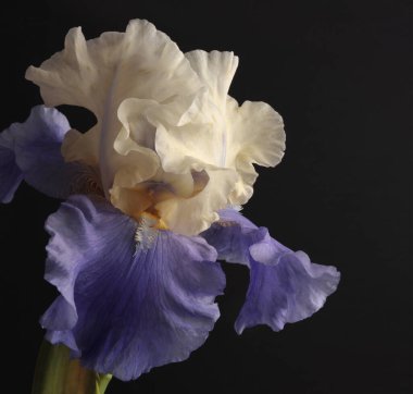 Yakın plan seçici krem bej, menekşe Iris çiçeği yaprağı, erkek organı, siyah üzerine erkek organı. Makro doğal soyut arkaplan.