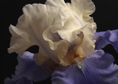 Yakın plan seçici krem bej, mor leylak çiçekli siyah yapraklar. Makro doğal sis bulanık arkaplan.