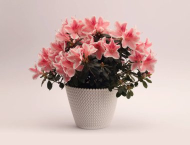 Pembe Azalea çiçek buketi. Bej rengi gri renkte saksıda. Doğal minimalist..