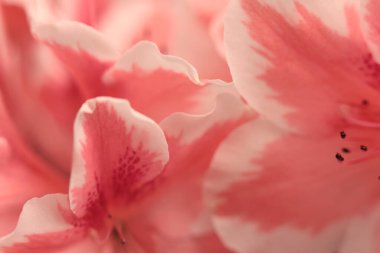 Yakın planda seçici yumuşak odaklı krem bej pembe Azalea Çiçek Yaprağı tomurcuğu buketi tüttür. Makro bulanık doğal arkaplan.