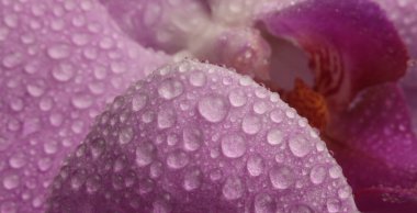 Yakın plan duman seçici yumuşak odaklı orkide çiçeği yaprağı, su damlalı erkeklik organı. Doğal bulanık pembe bej rengi arkaplan.