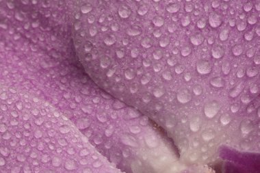 Yakın plan duman seçici yumuşak odaklı orkide çiçeği yaprağı ve su damlaları. Doğal bulanık pembe bej rengi arkaplan.