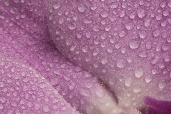 Yakın plan duman seçici yumuşak odaklı orkide çiçeği yaprağı ve su damlaları. Doğal bulanık pembe bej rengi arkaplan.