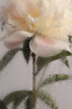 Duman seçilmiş yumuşak odak kremi bej bej, yeşil yapraklı dal ve ıslak su damlaları. Soyut doğal bulanık arkaplan.