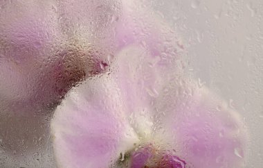 Duman, seçilen yumuşak odaklı pembe krem falaenopsis Orkide Çiçek Yaprakları 'nı ıslak su damlalarıyla kaplıyor. Soyut doğal bulanık arkaplan.