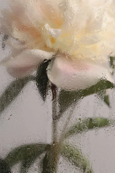 Duman seçilmiş yumuşak odak kremi bej bej, yeşil yapraklı dal ve ıslak su damlaları. Soyut doğal bulanık arkaplan.