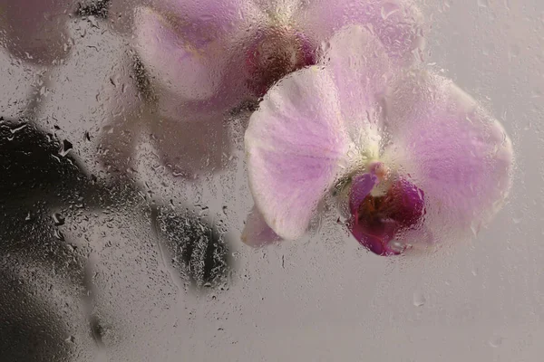 Duman, seçilen yumuşak odak kremini kapatıyordu. Pembe falaenopsis Orkide Çiçek Yaprakları ve ıslak su damlaları. Soyut doğal bulanık arkaplan.