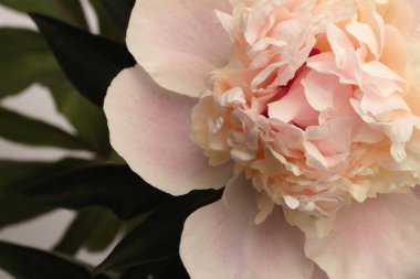 Gri üzerine Bej Pembe Krem Peony Çiçeği tomurcuğu. Minimalist natürmort. Doğal sanat geçmişi.