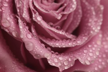 Yakın plan seçici, yumuşak odak kremi, pembe gül çiçeği tomurcuğu ve su damlası. Doğal bulanık arkaplan.