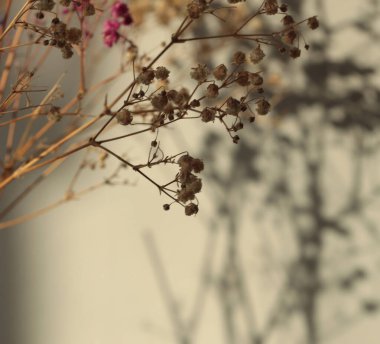 Art Kuru Çiçek, dal, beyaz dallı buket, bej iç duvar. Minimalist natürmort. Işık ve gölge güneş ışığı penceresi estetik doğal arkaplan.