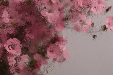 Seçici yumuşak odak pembe çingene, Vaccaria çiçek buketi ve ıslak su damlaları. Soyut doğal bulanık arkaplan.