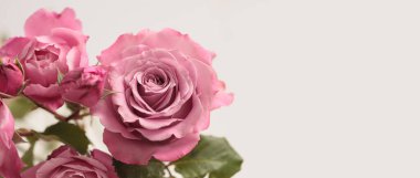 Yakın plan seçici yumuşak odaklı pembe, kırmızı, mor Gül Çiçeği tomurcuğu buketi. Makro Doğal bulanık soyut bej yatay arkaplan.