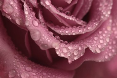 Yakın plan seçici krem bej, pembe, leylak rengi çiçek tomurcukları ve su damlaları. Doğal bulanık arkaplan.