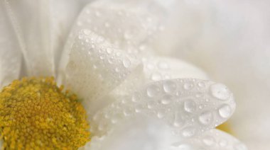 Yakın çekim seçici yumuşak odak papatya çayı; aster; kasımpatı çiçeği tomurcuk yaprağı ve su damlası. Doğal bulanık bej, beyaz pastel arkaplan.