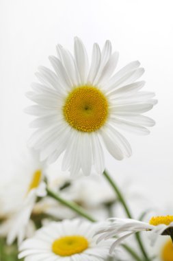 Beyaz papatya çiçek 