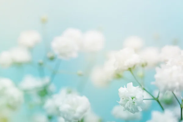 Λευκό λουλούδι σε μπλε φόντο. — Φωτογραφία Αρχείου